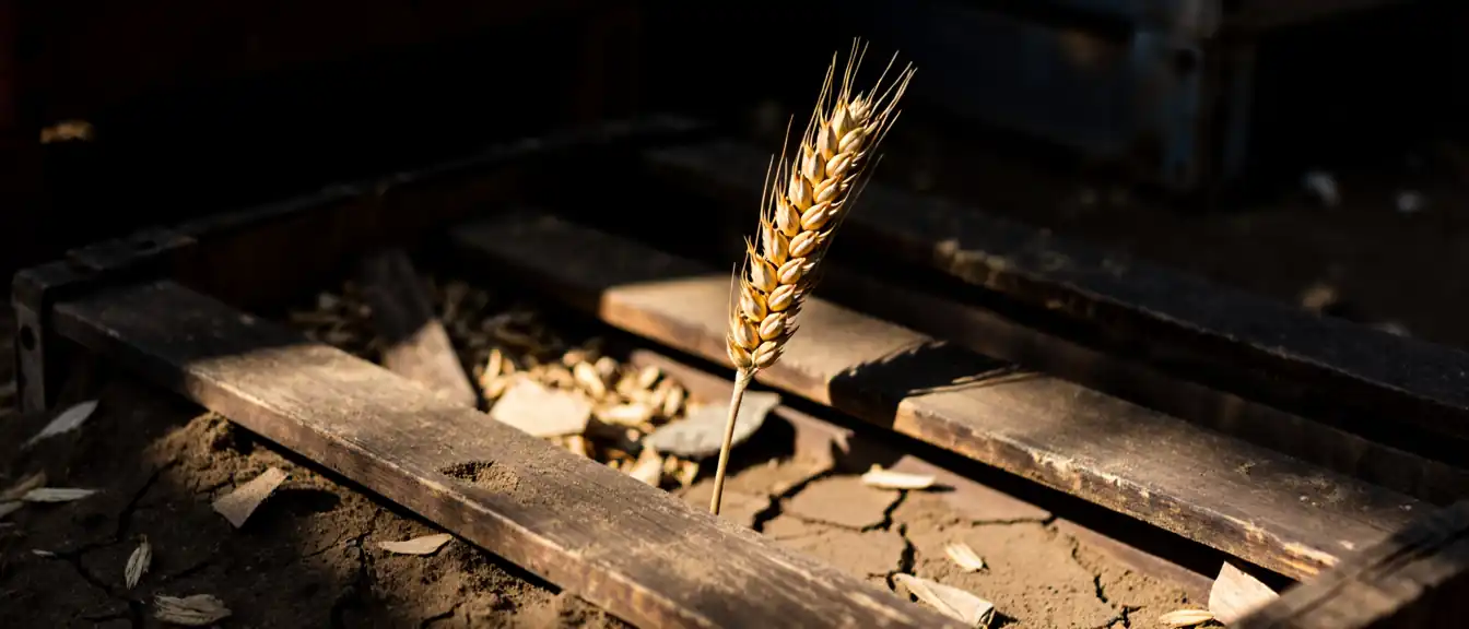 Продовольственный индекс FAO увеличился в сентябре из-за логистических трудностей и погодных аномалий