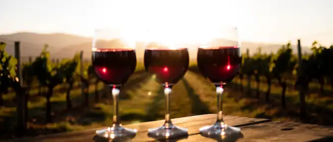 Каберне фран возглавил список лидеров российского виноделия по версии Simple Wine News