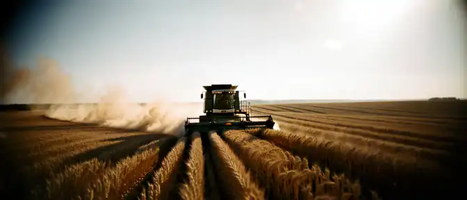 Россия завершает уборку зерновых культур на восьмидесяти пяти процентах площадей